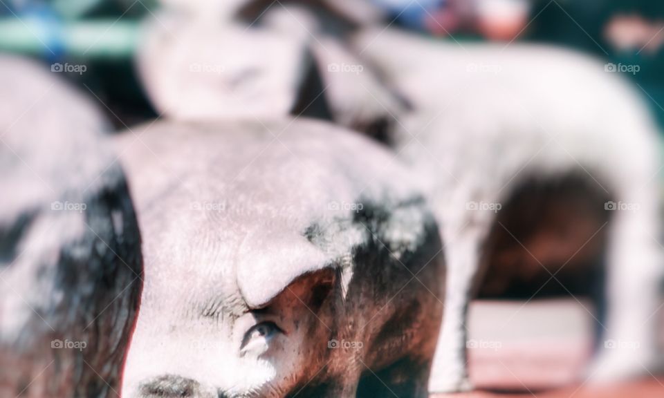 Mr. Pig Pig is more sinister than he first appears 