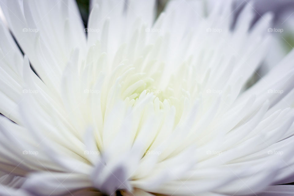 Spider mum in bloom