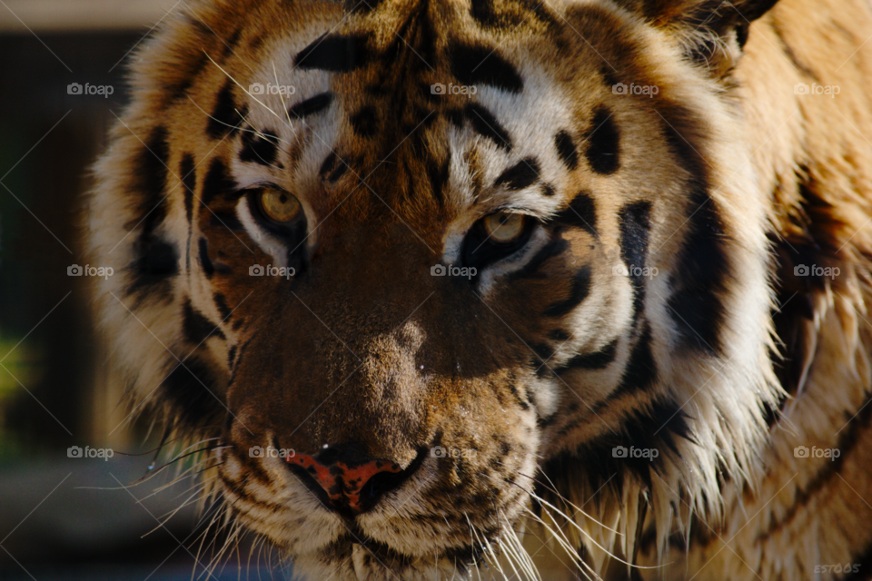 Tiger close