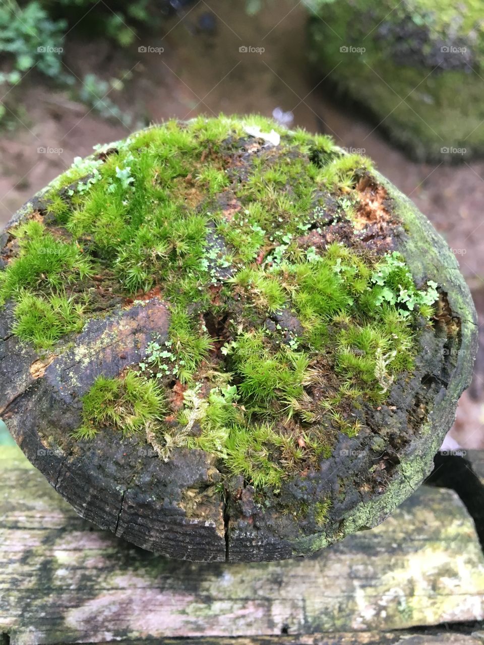 Moss on a post