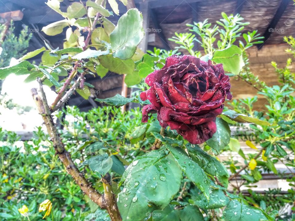 Red rose after rain!
