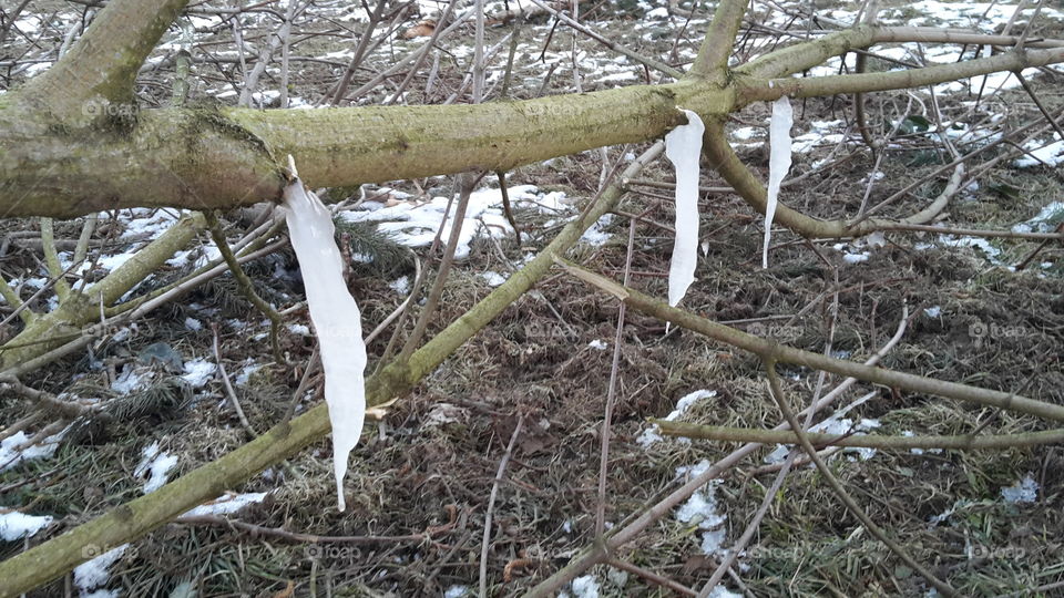 Kuriose Eiszapfen an gefälltem Baum