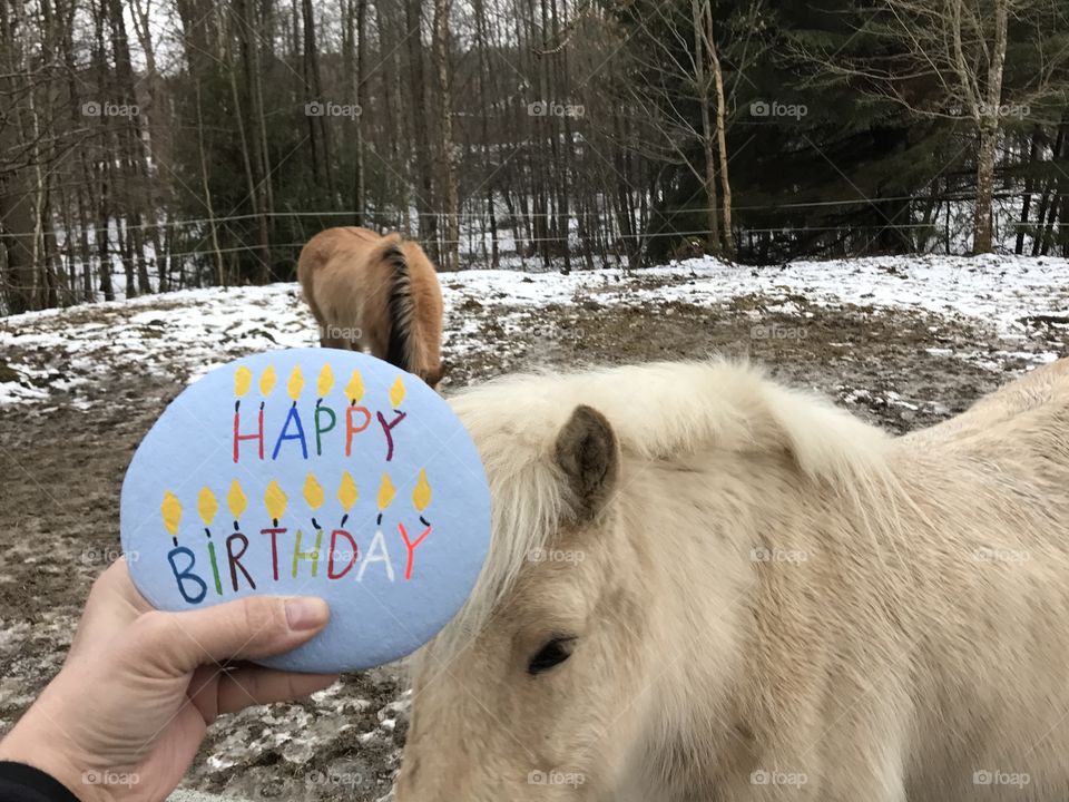 Happy Birthday stone in a field with icelandic horses in Kolmården, Sweden 