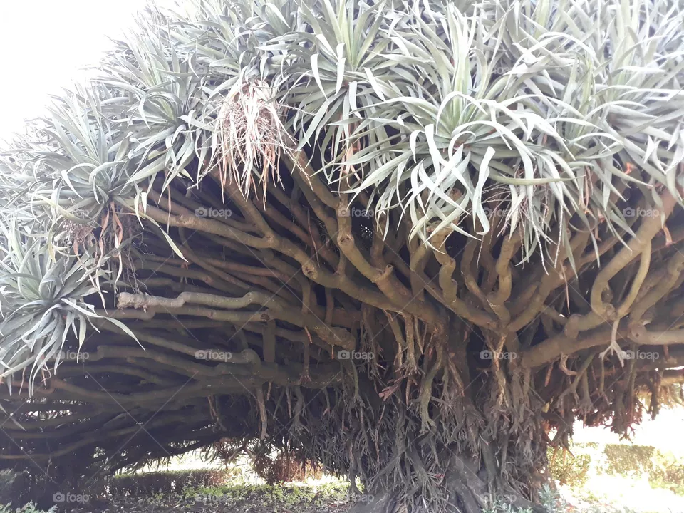 Branchy Tree