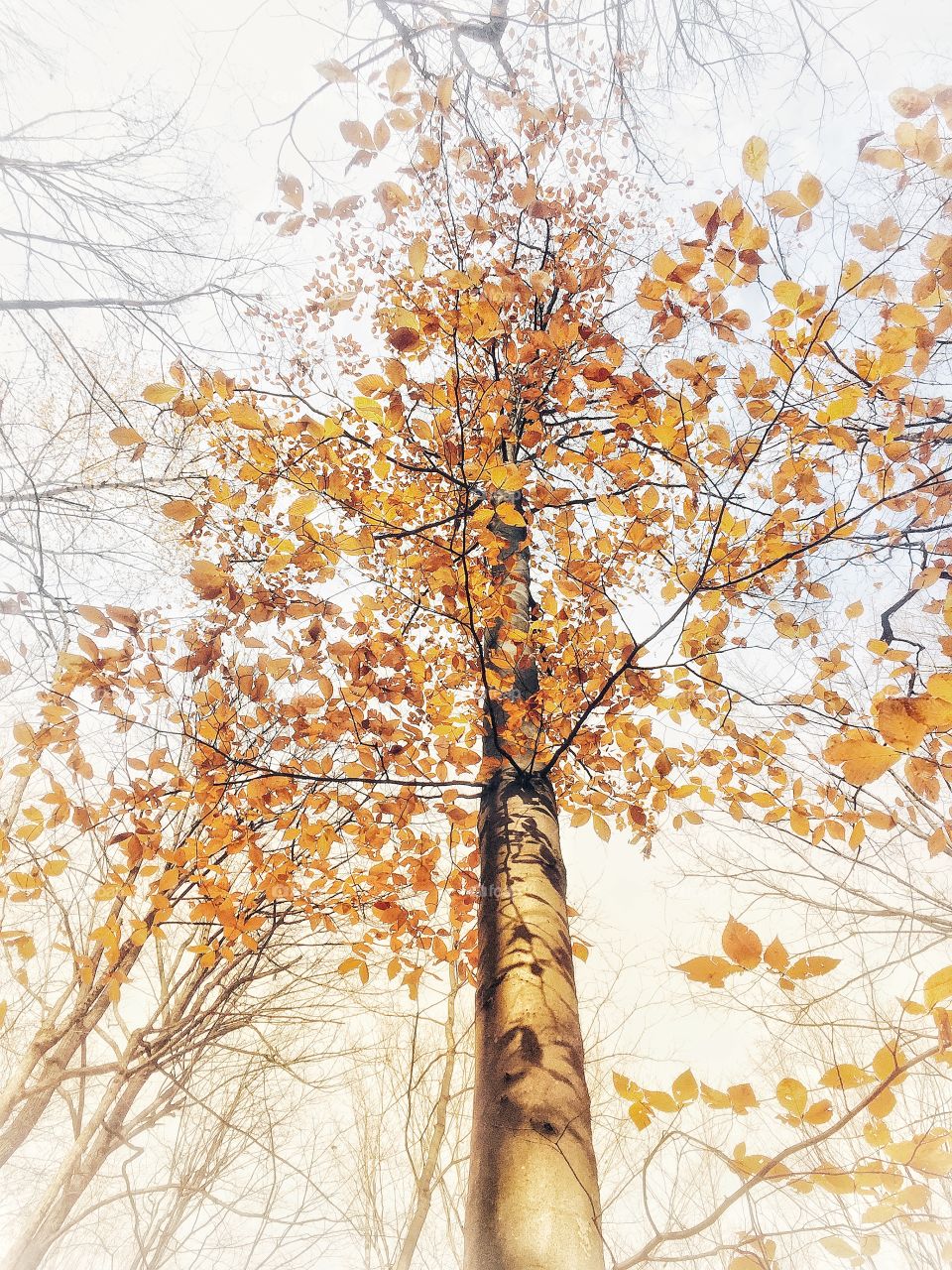 Adirondack forest view 