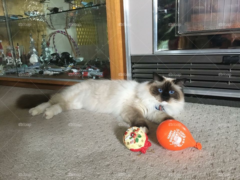 Misty plays with Christmas ornaments 