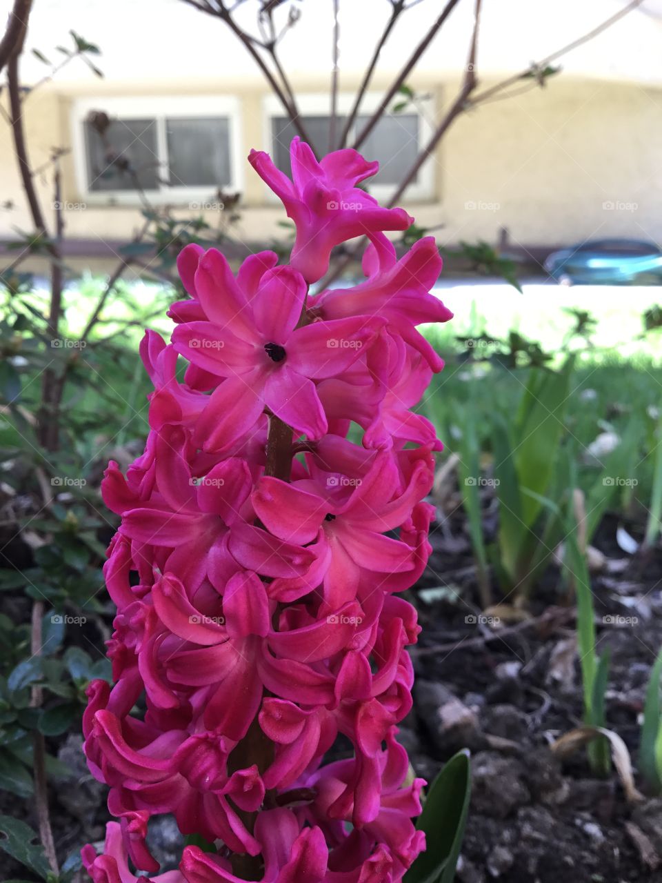 Reddish pink hyacinth