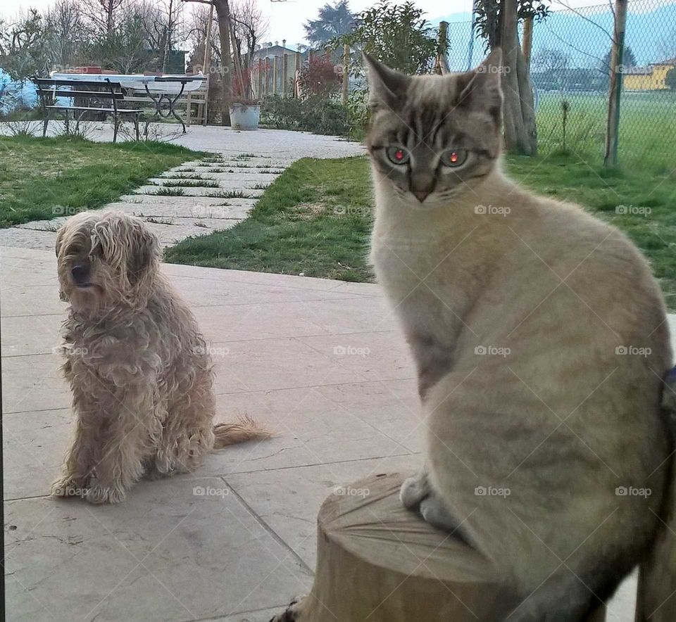 my cat and my dog waiting to enter home