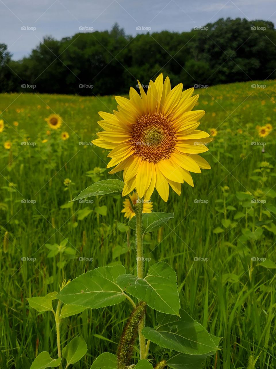 Sunflower Field