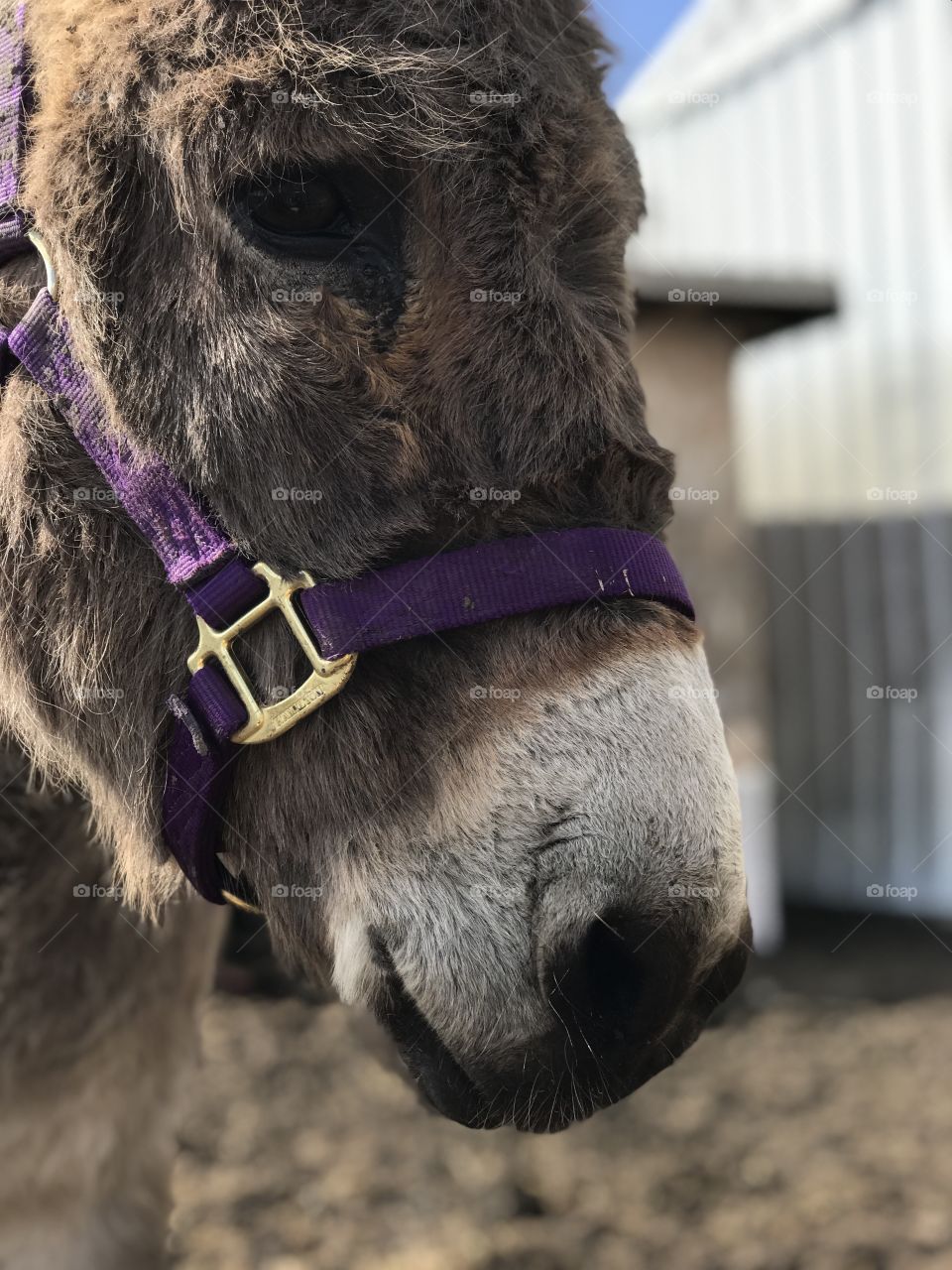 Donkey close up. Donkey. Farm. Spring