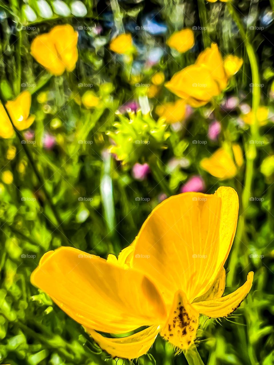 Yellow flowers on a Green Meadow