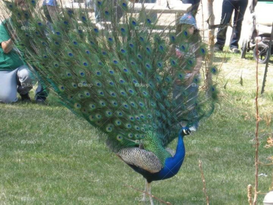 Peacock fans his plummage.