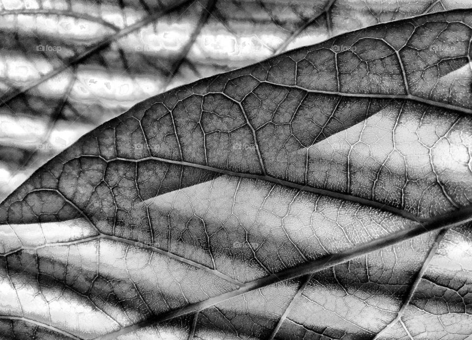 Leaf pattern