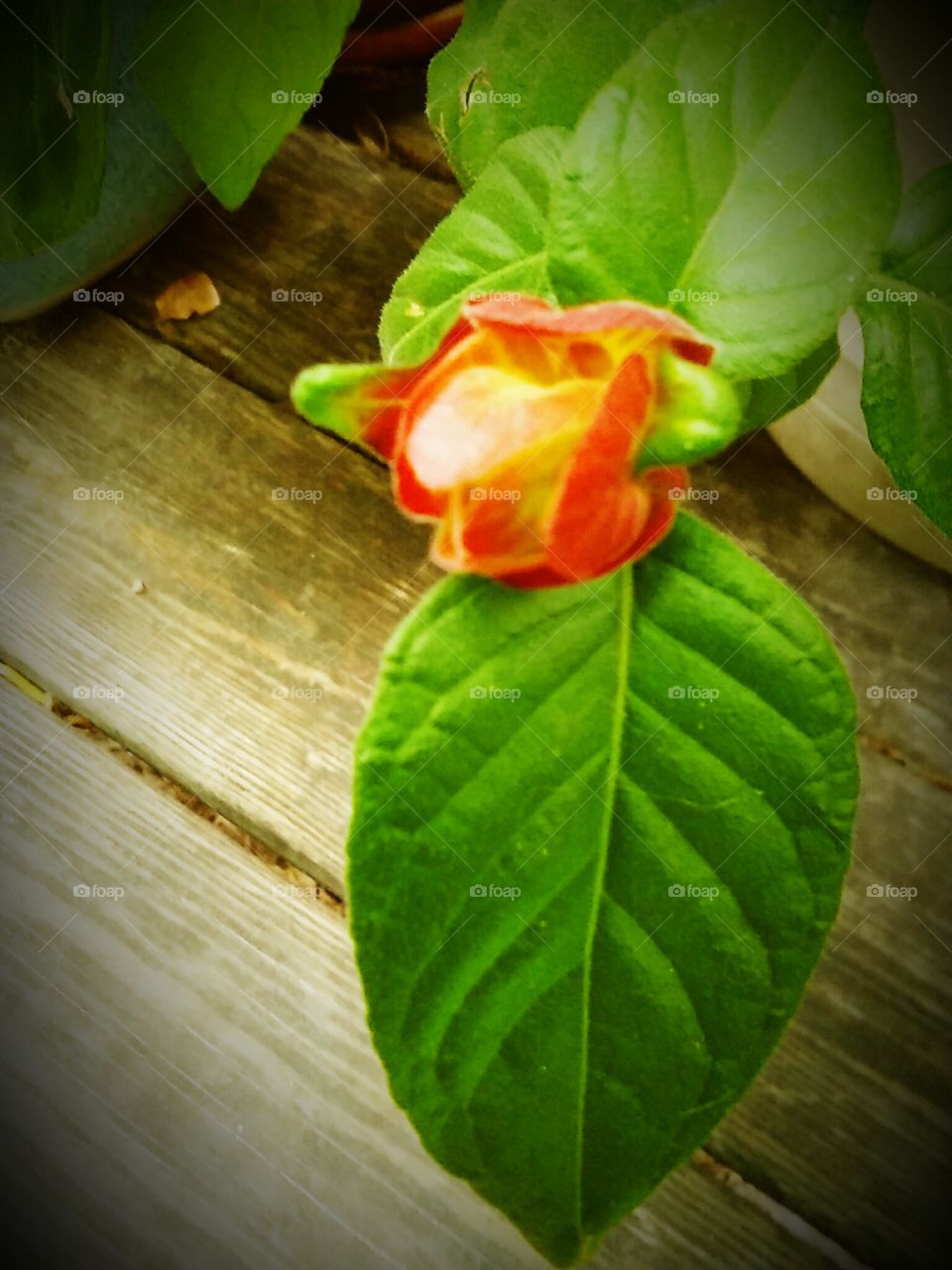 Shrimp Plant Bud