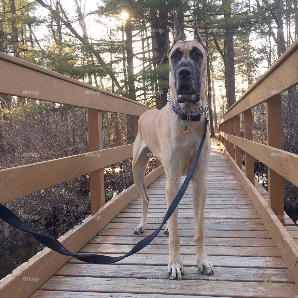 Walk over the bridge and thru the woods.