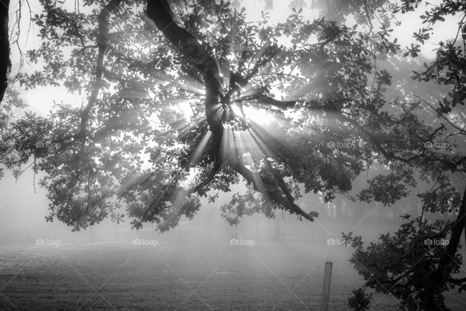 entrance of light between the trees. soft black and white..