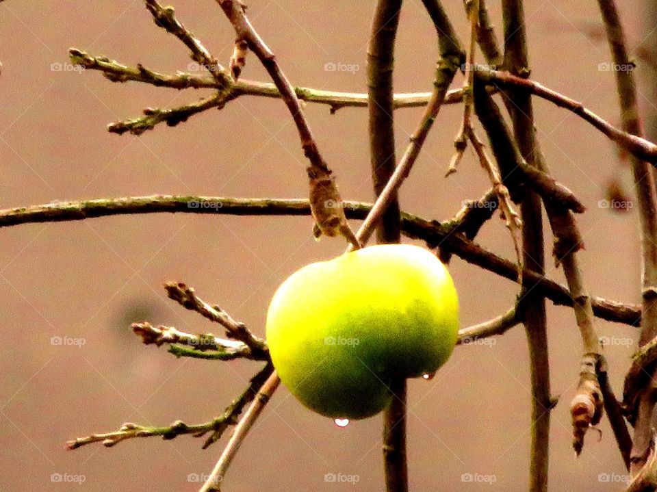 apple after rain