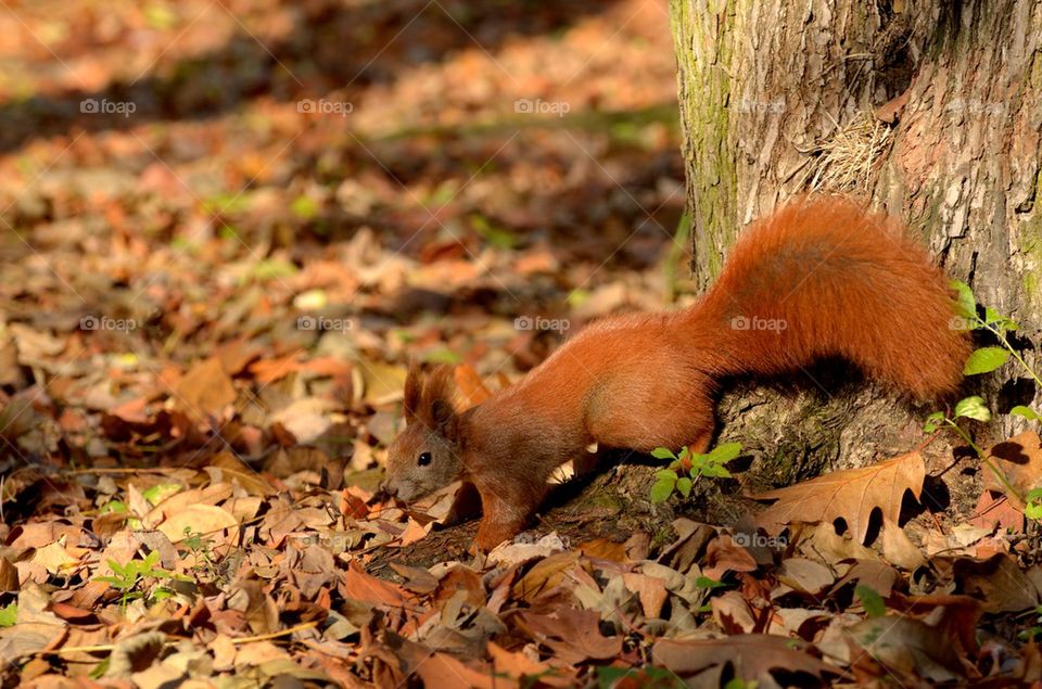 squirrel in fallen autumn leaves