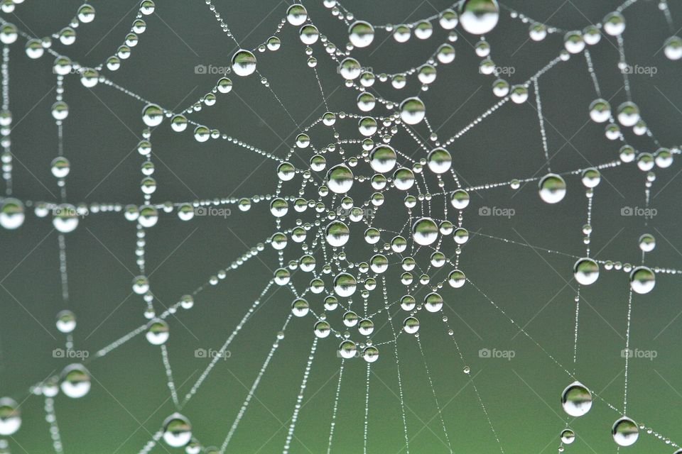 Spider Web Patterns. A spider's web condensates with beads of water on a cold morning.