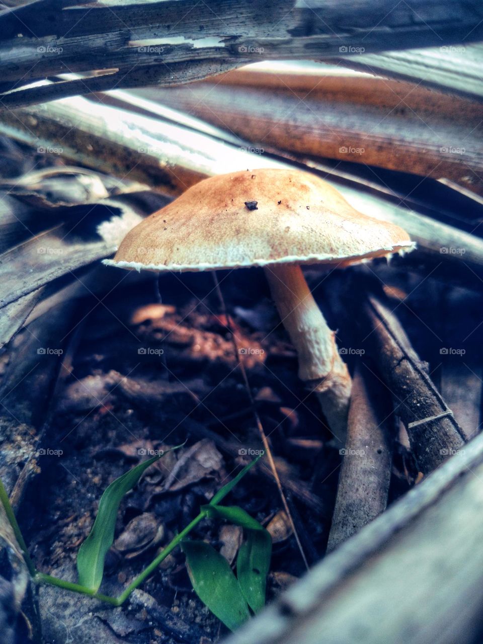 mushroom