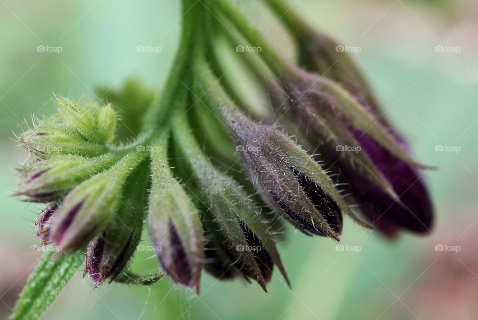 Field flowers