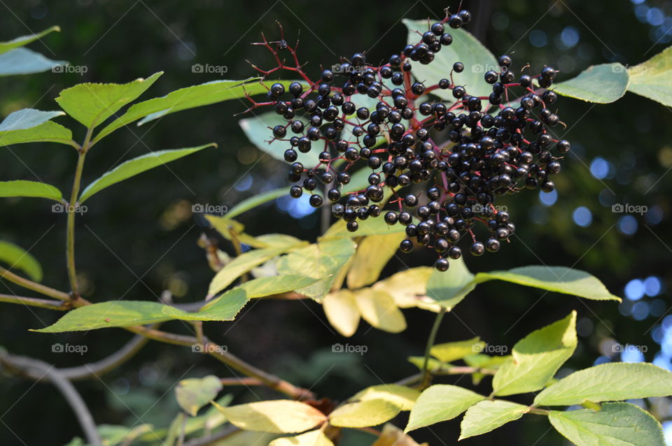 black lillac in macro