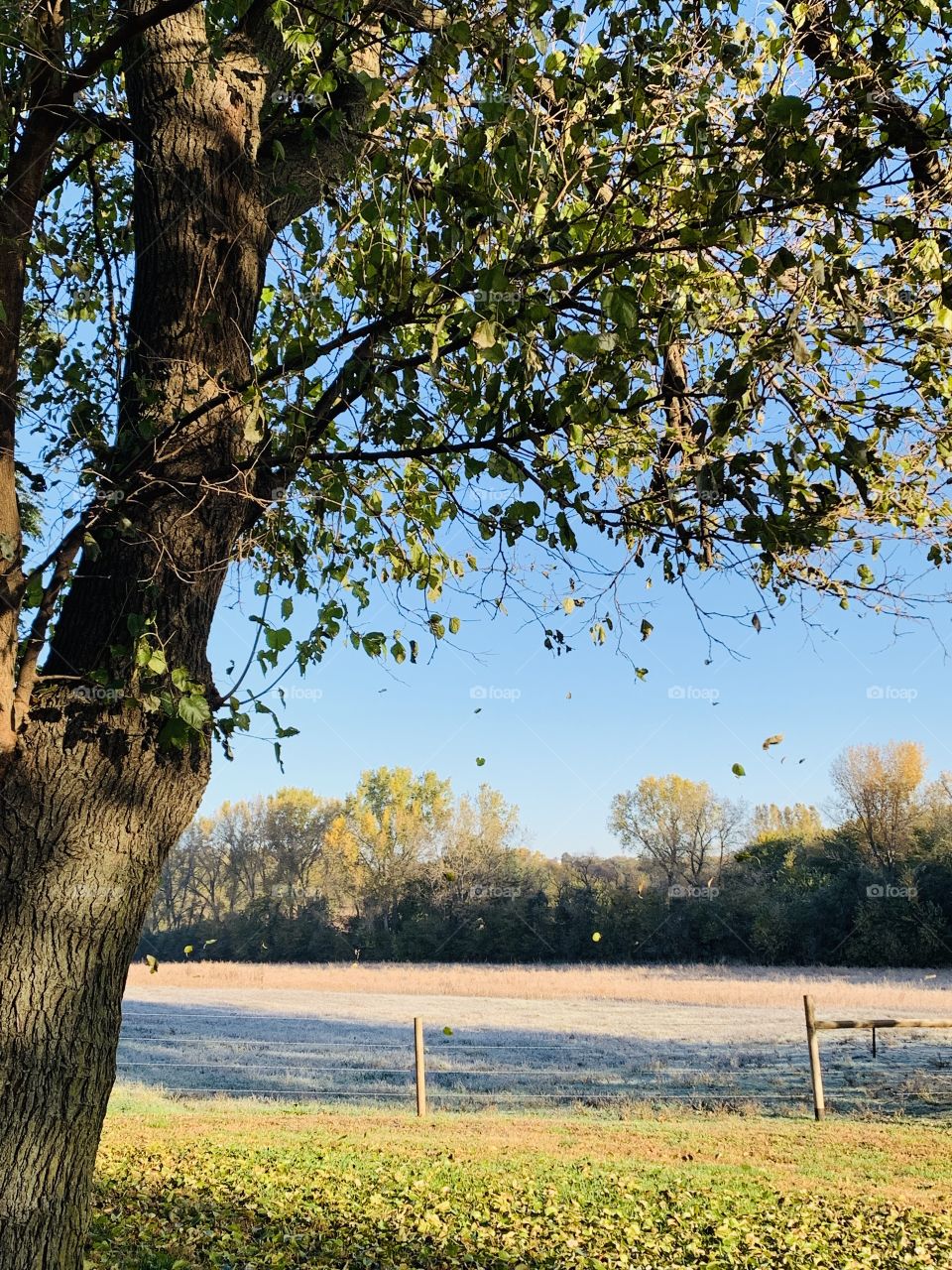 Leaves falling from a large tree against a deep, blue, autumn sky next to a wire fence with wooden posts, a line of trees on the distant horizon