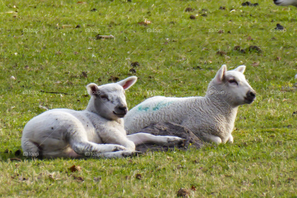 Baby sheep’s 