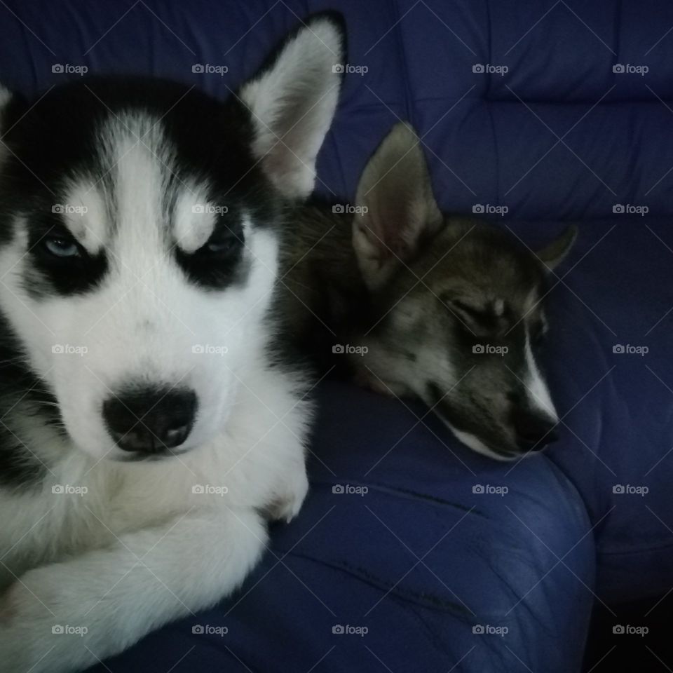 happy and grumpy husky puppies at night time.