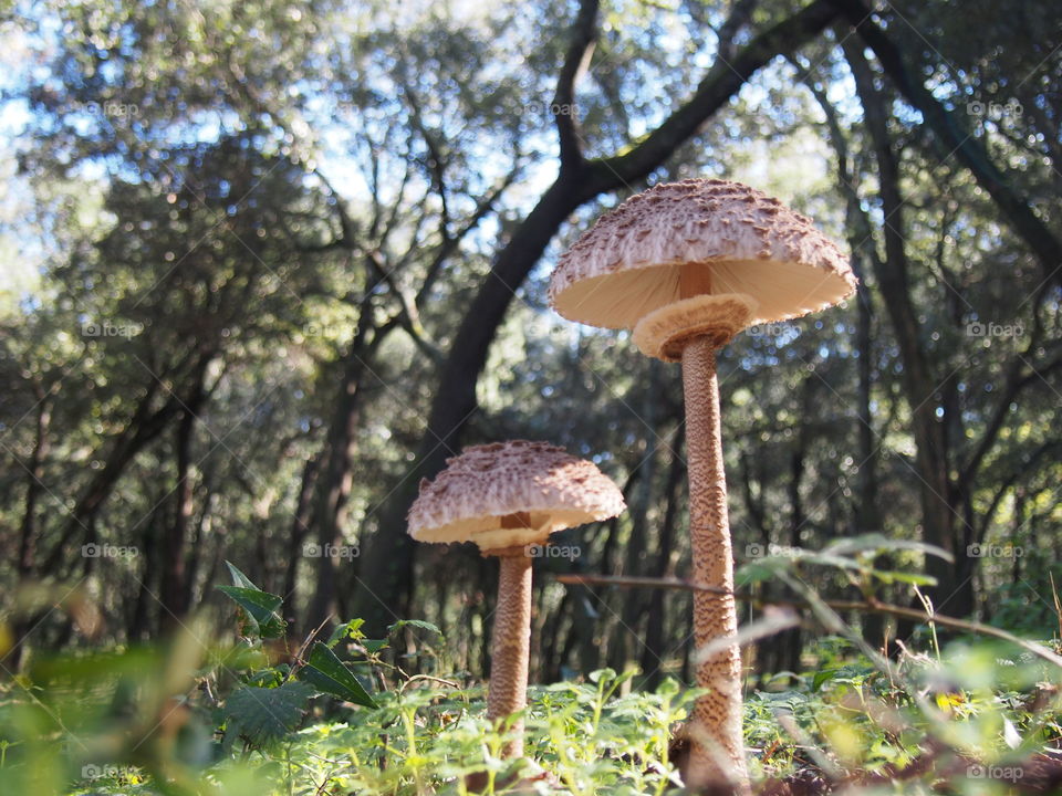 mushroom in the forest