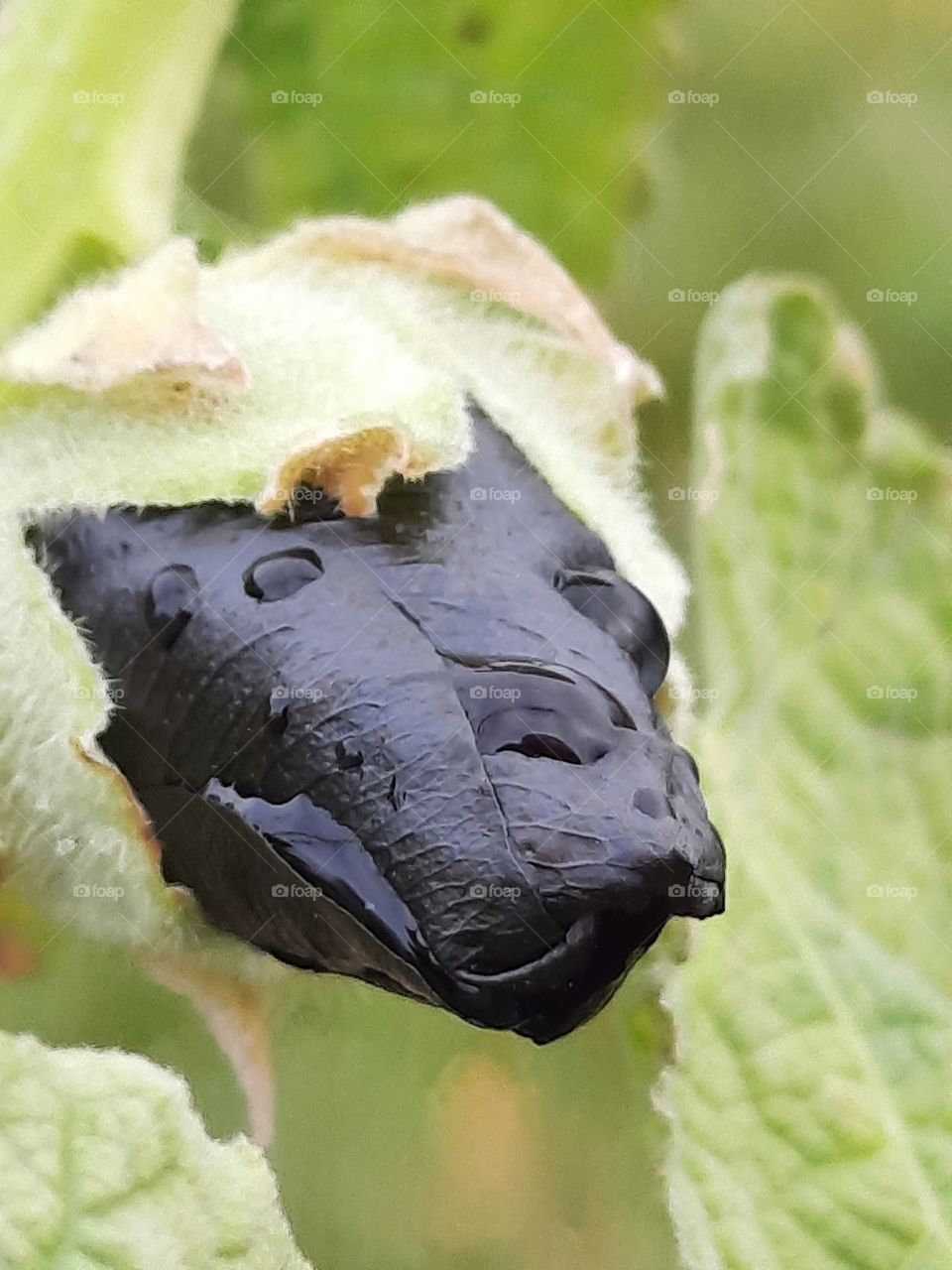 autumn garden - close-up of budding black mallow flower
