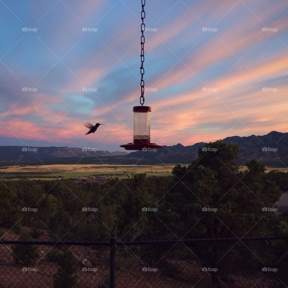 hummingbird sunset. beautiful evening in Utah