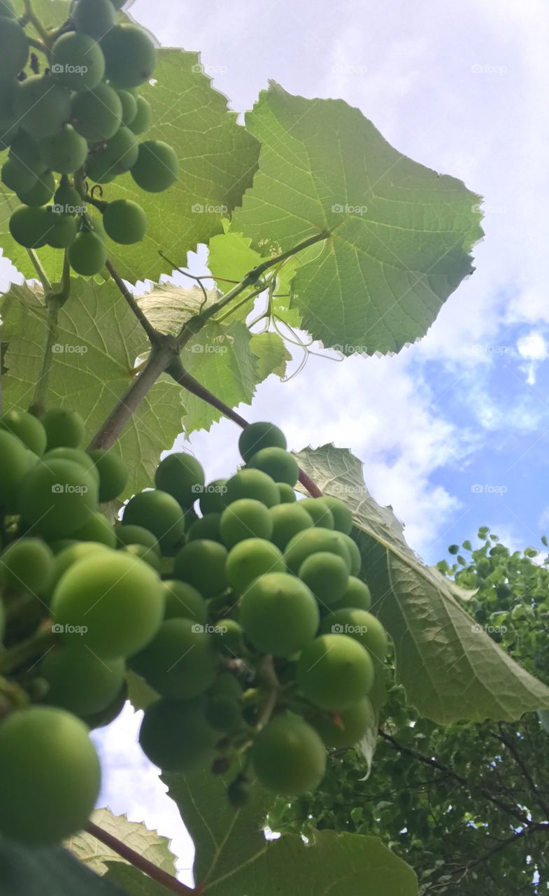 View of green grapes on vine from below 