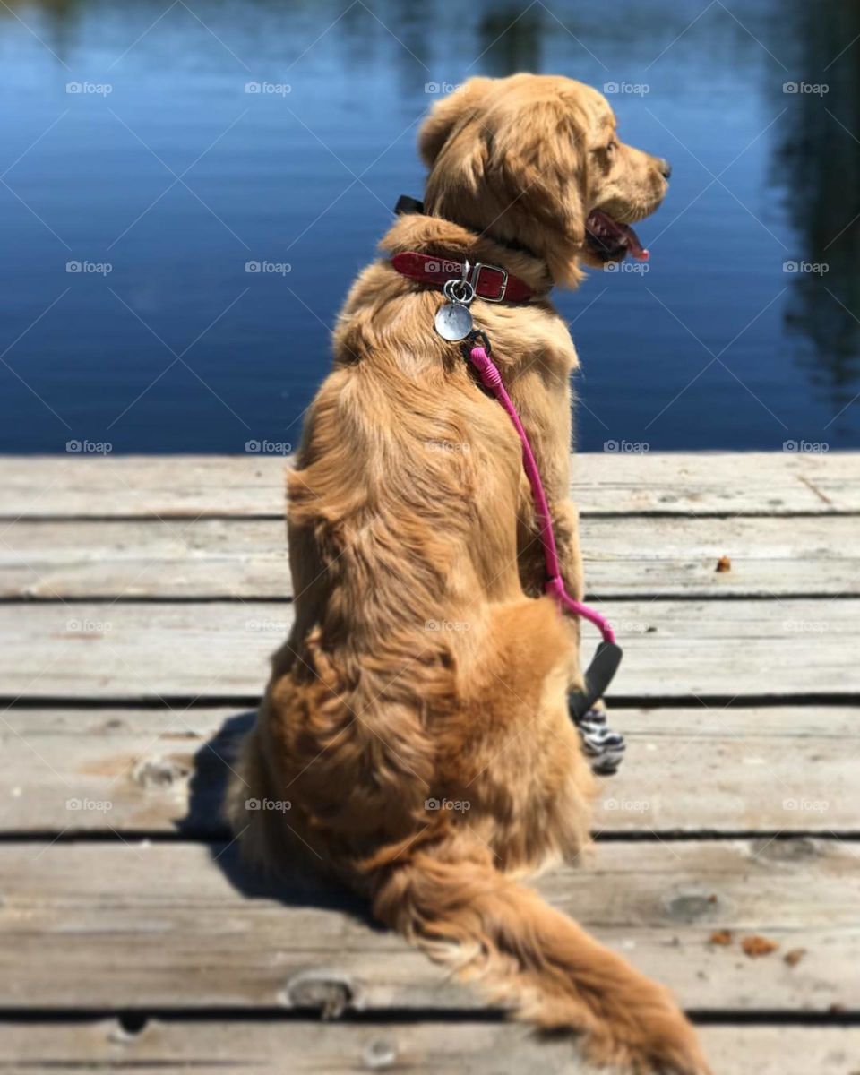 A sweet dog enjoying the scenery