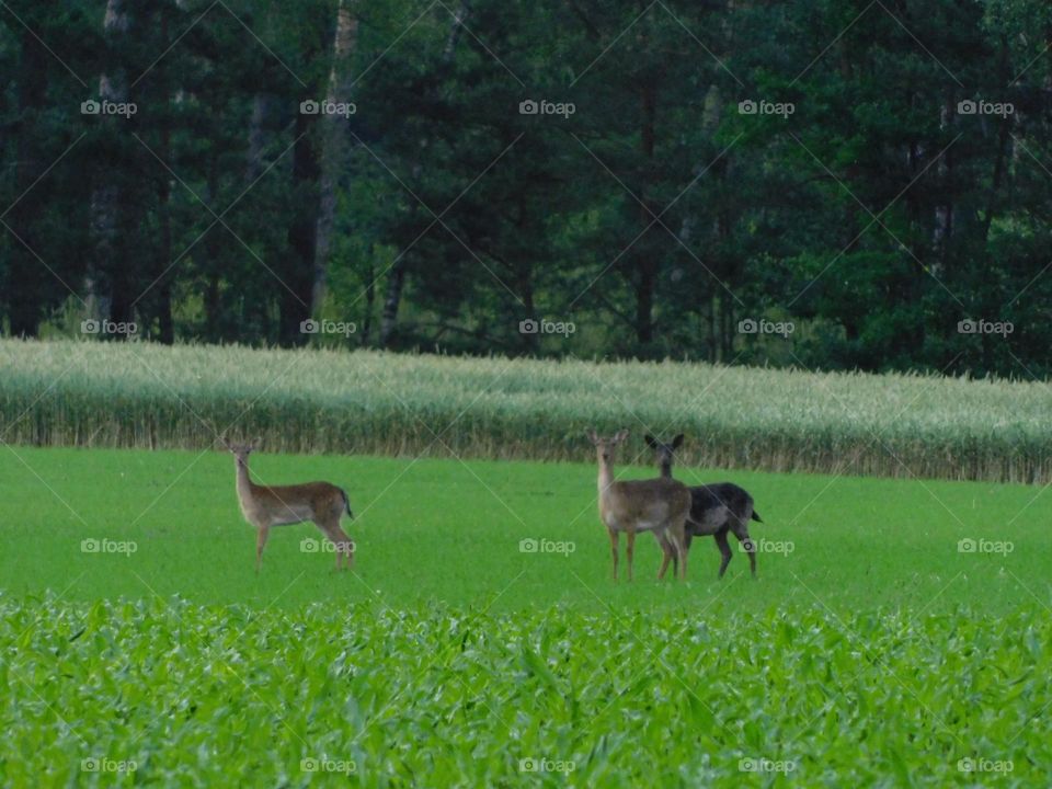 Fallow deer 