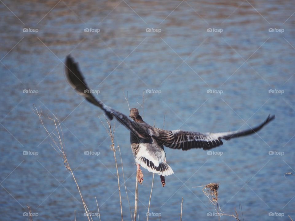 Greylag goose in flight