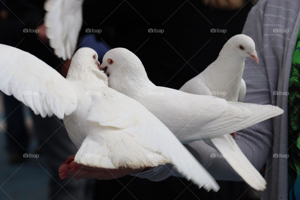 Hand feeding the dove