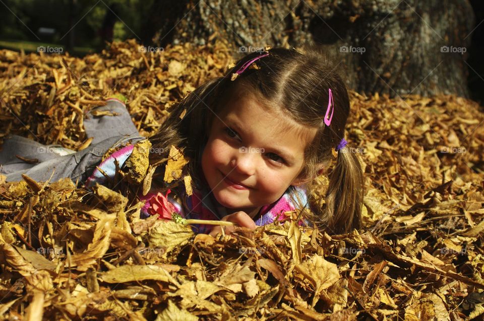 Leaves