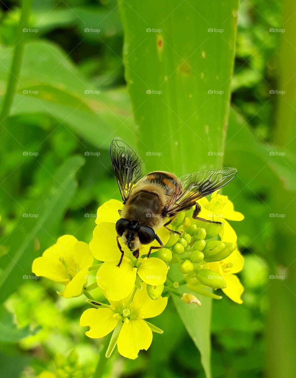 Pollination in progress