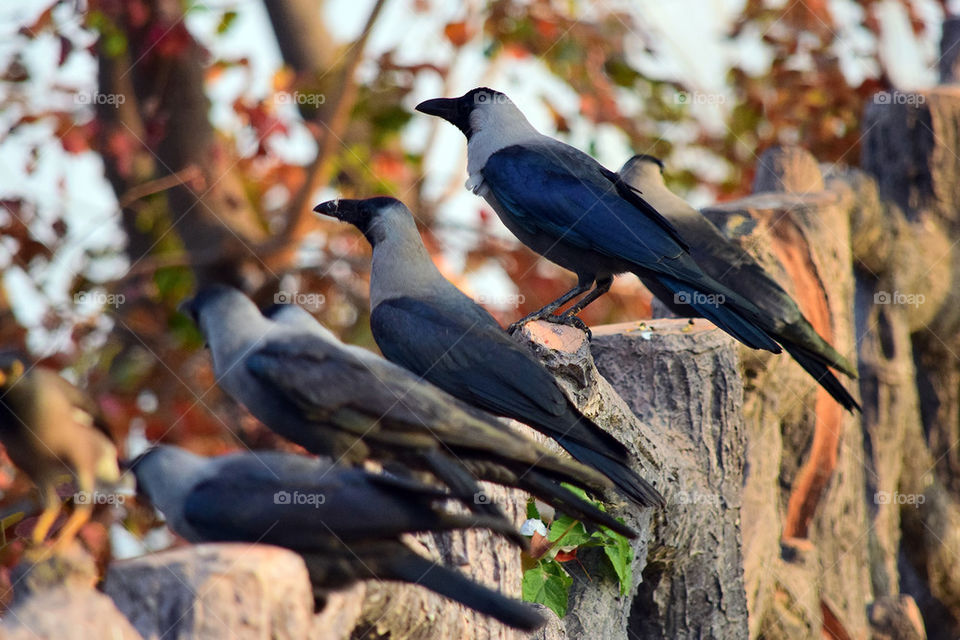 Crows