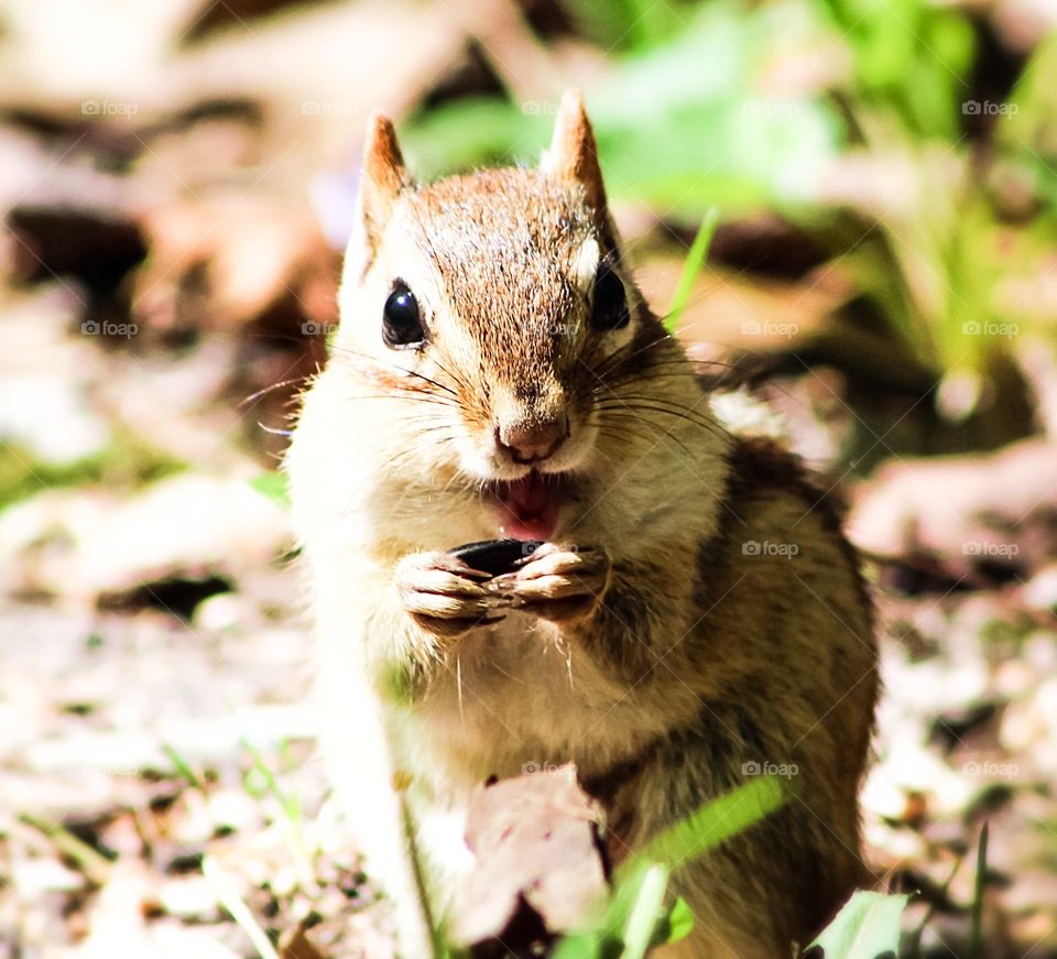 A cute, little chipmunk with its tongue stuck out because it was licking the salt off of the sunflower seed it’s holding. 
