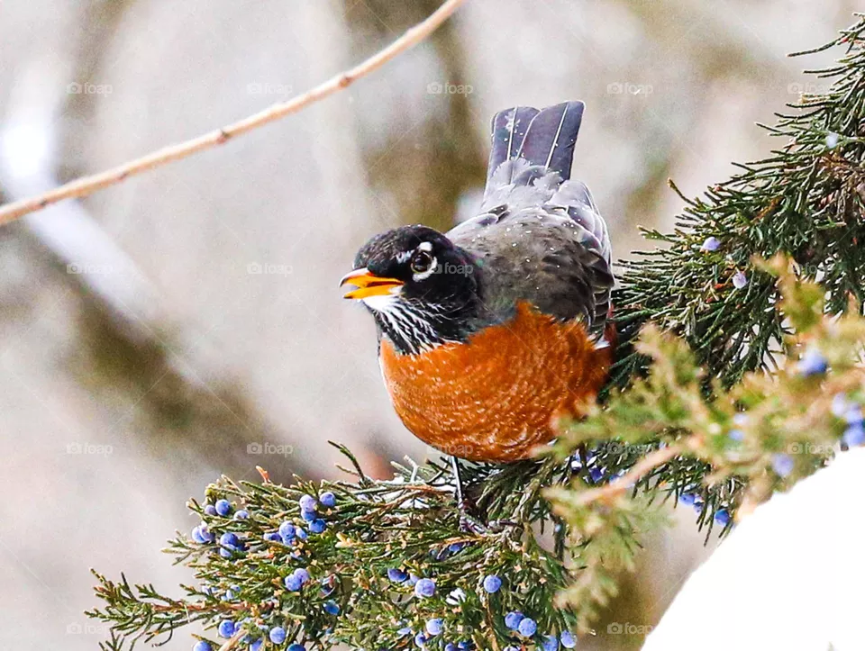 Bird in a tree