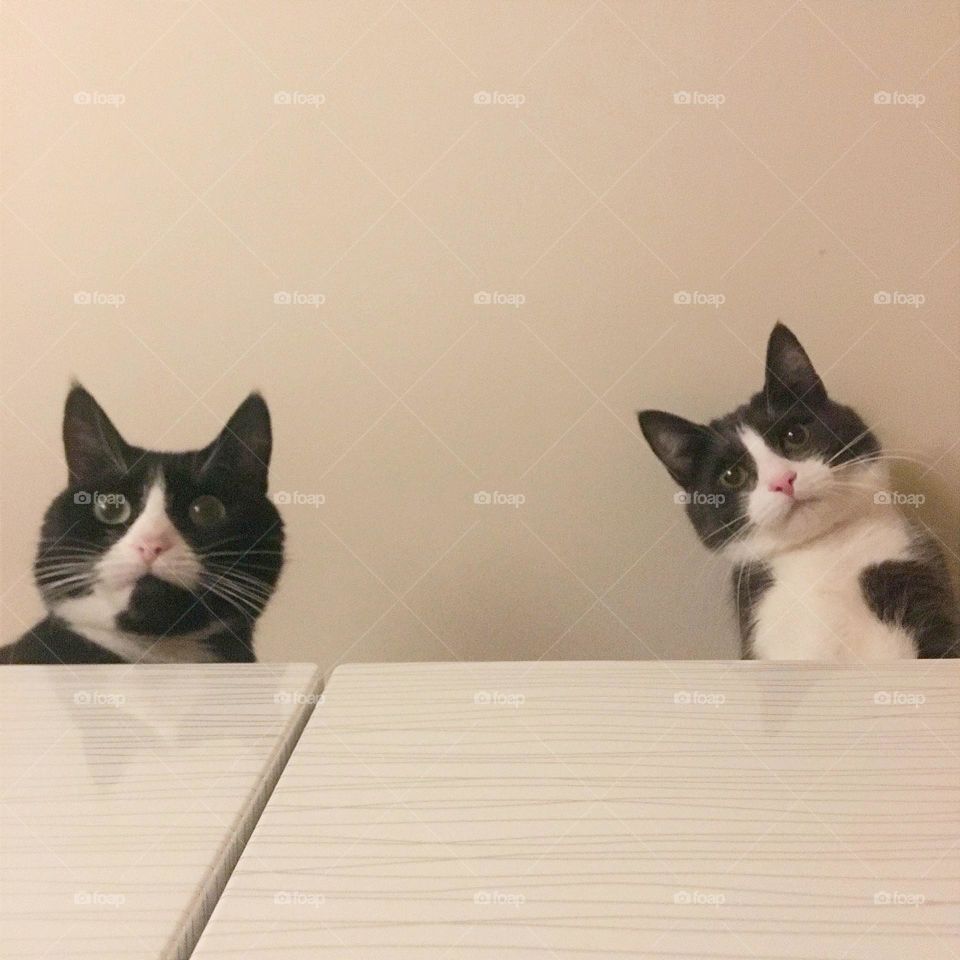 two cats look down