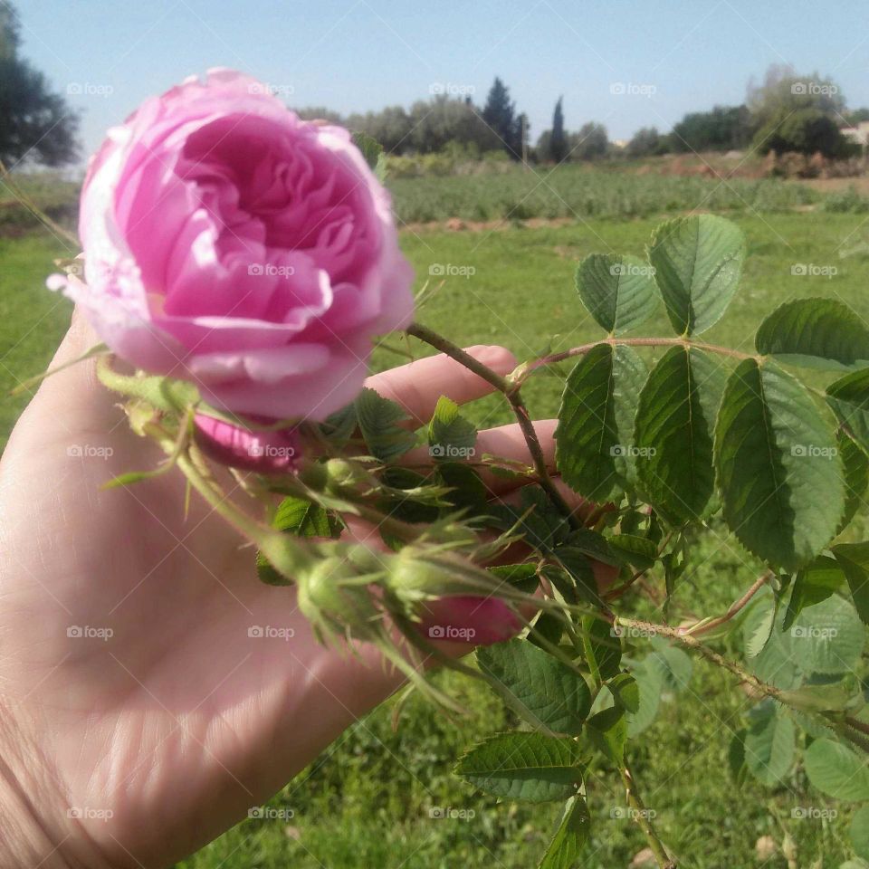 Beautiful pink flower in the garden.