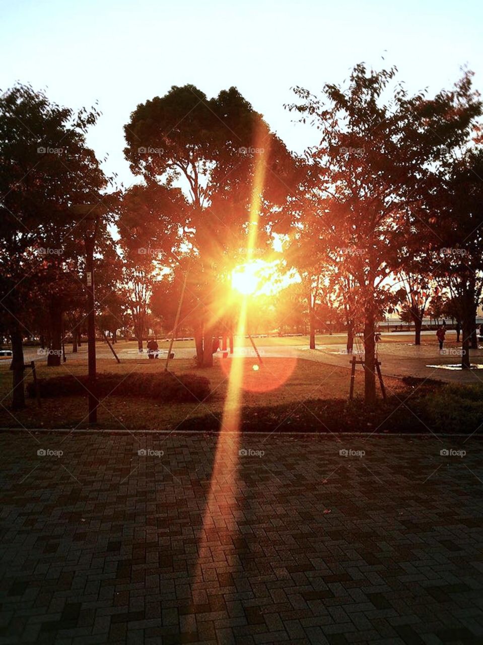 Sunset in park