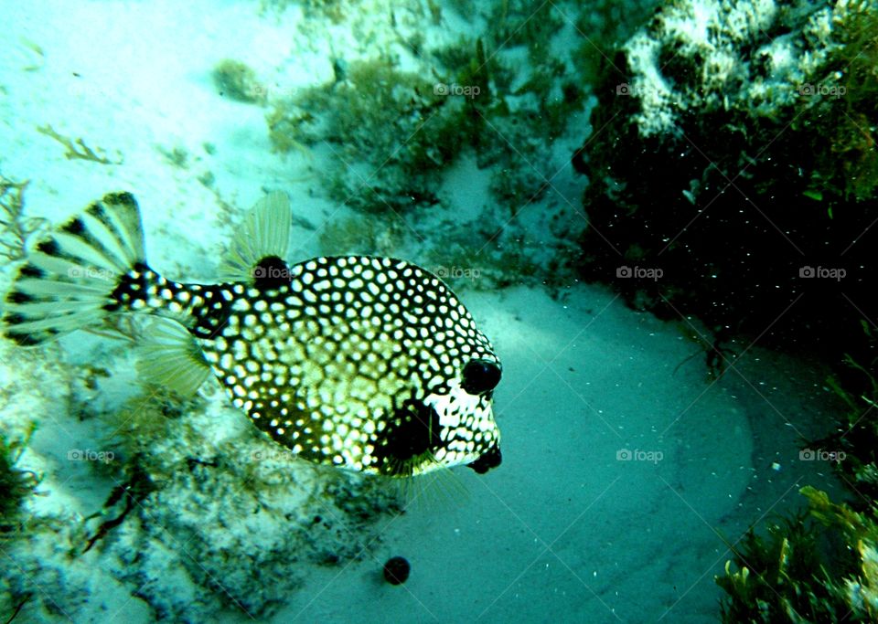 view of puffer fish in The caribbean sea