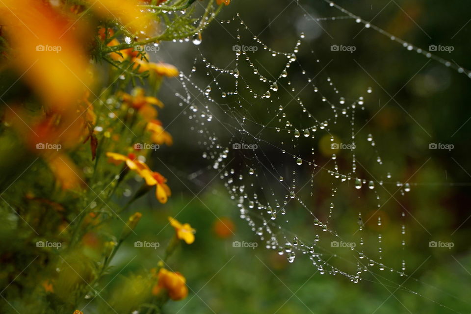 Raindrops on the spider web