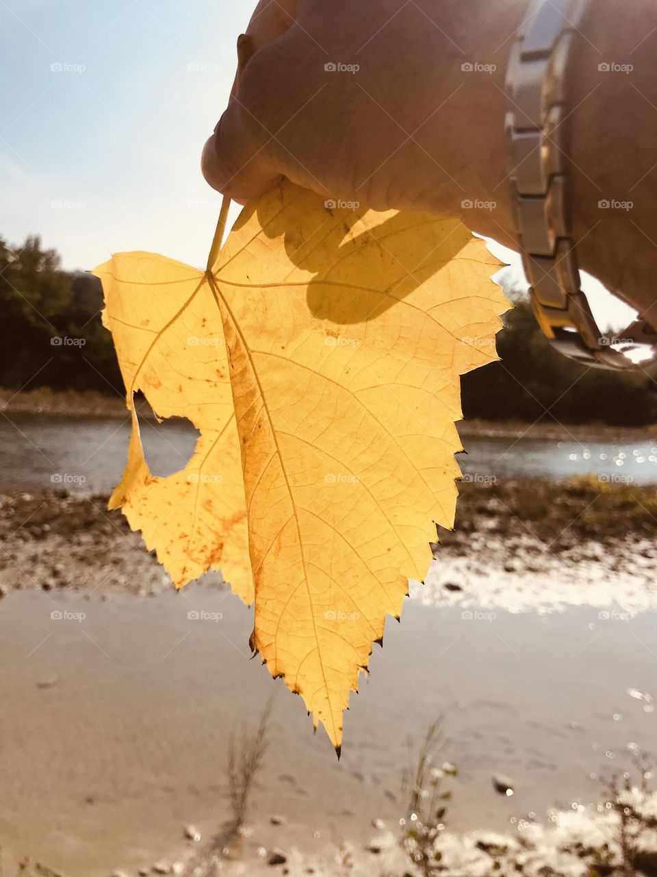 the hand is holding a large yellow leaf, autumn color