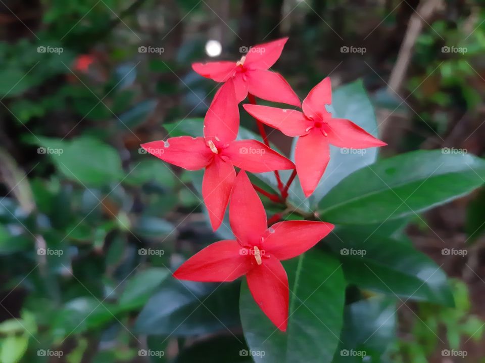 This is a one of beautiful flowers in my garden. Family Name: Rubiaceae, English Name: Jungle Gernnium, Local Name: Rathmal