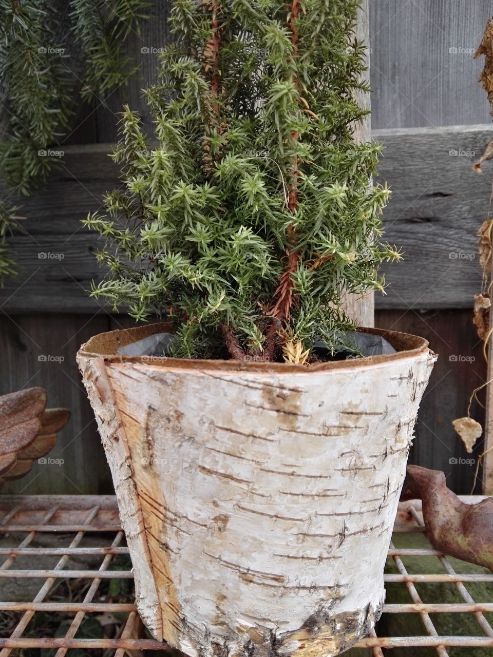 pot made from tree bark